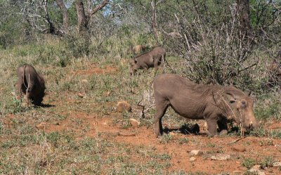 Warthogs feeding Umfolozi