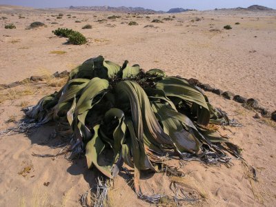 Welwitchia Plains view