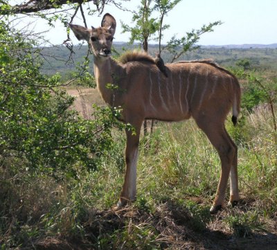 Young male kudu and oxpecker Umfolozi