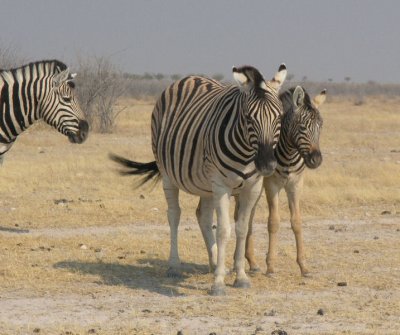 Zebra and foalEtosha