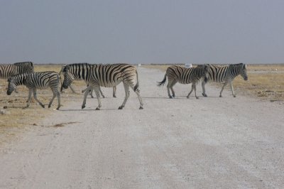 Zebras Crossing Ho Ho! Etosha