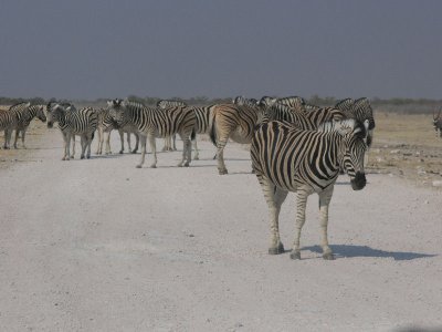 Zebras NOT crossing Ha boldy Ha! Etosha