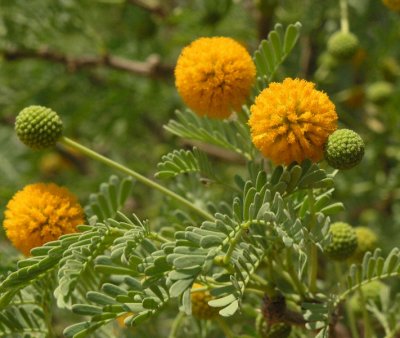 camelthorn acacia Namib