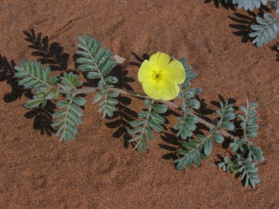 desert flower Namib