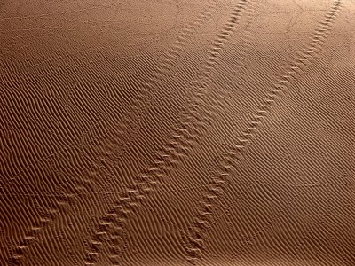 patterns on the dune slopes Namib