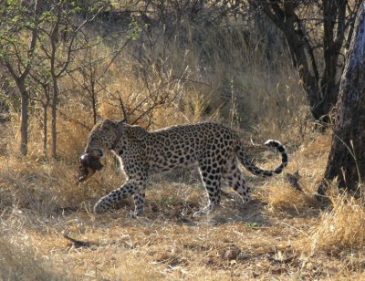 radio collared female leopard (totaly wild) with kill Okonjima