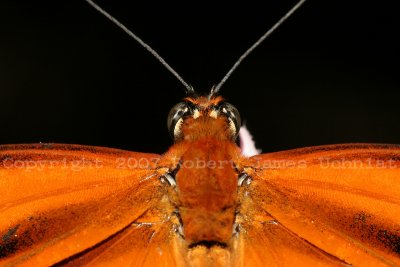 Orange Tiger Closeup 07.JPG