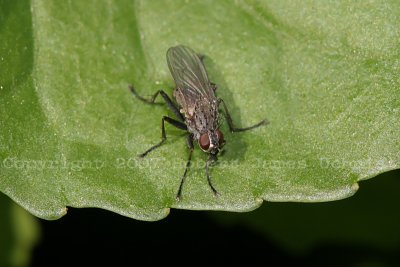 Robber Fly 07.JPG