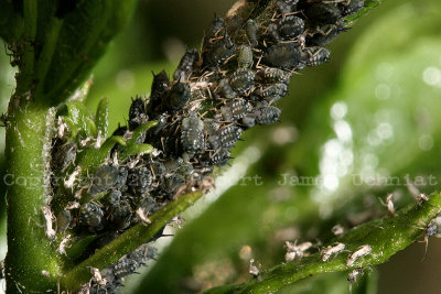 Aphids 07a.JPG