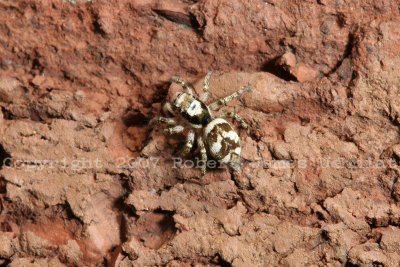 Jumping Spider 07a.JPG