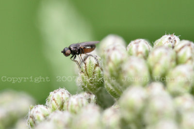 Tiny Bee 07a.JPG