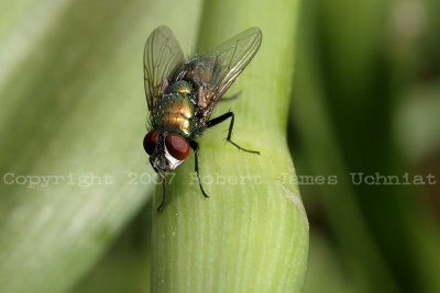Greenbottle blow fly - Lucilia 07a.JPG