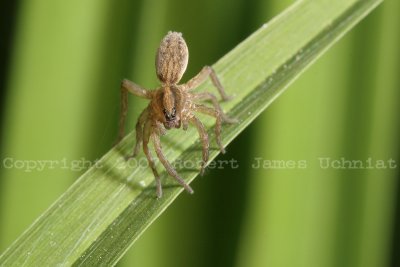 Spider07a.JPG