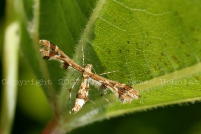 Geina tenuidactyla - Himmelmans Plume Moth  07a.JPG