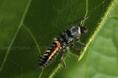 Multi-colored Asian Lady Beetle Larva - Harmonia axyridis.JPG
