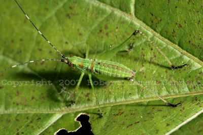 Scudders Bush Katydid - Scudderia nymph 07a.JPG