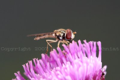 Flower Fly 07d.JPG