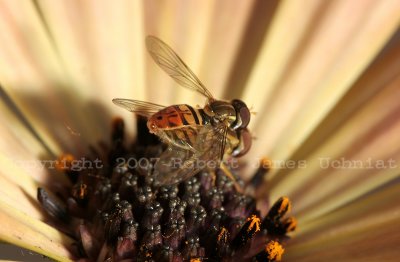 Flower Fly 07e.JPG