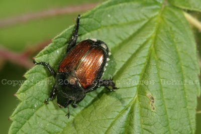 Beetle 07b.JPG