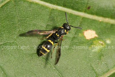 Unknown Wasp 07a.JPG