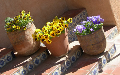 tlaquepaque pansies
