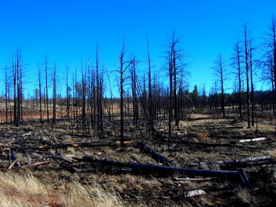 rodeo-chedeski fire 2002