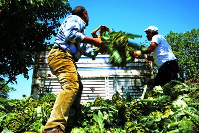 Workmen Throwing & Stacking Artichokes