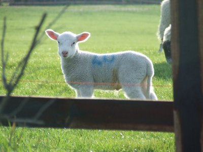 lamb