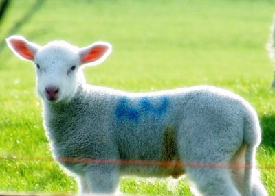 lamb after ps elements