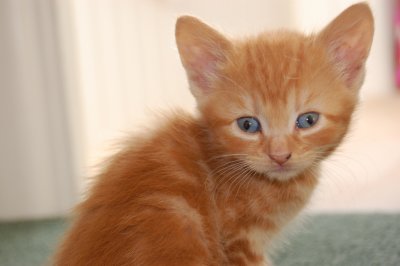 ginger kitty