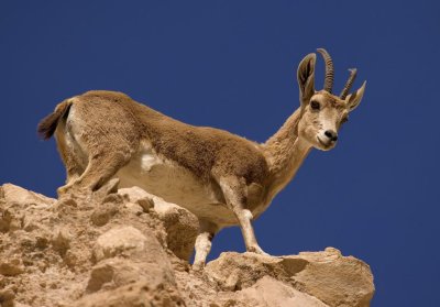 Ibex