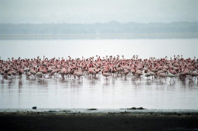 Kenia 020.JPG