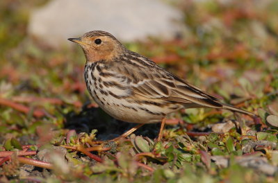 Red Throated Pipit