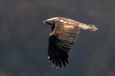 imperial_eagle