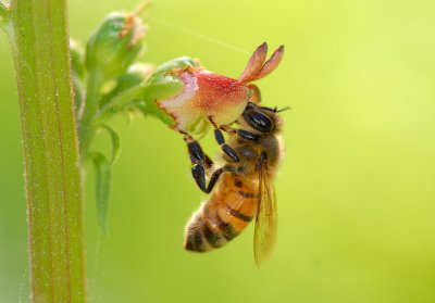 Bees&Wasps