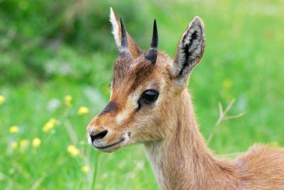 Gazella gazella