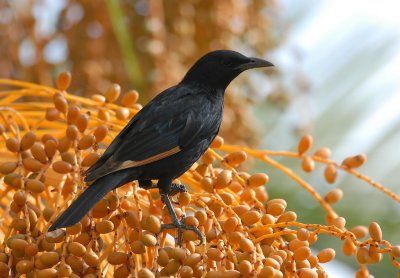 Tristams Starling