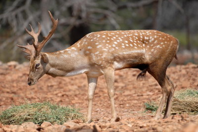 Mesopotamian Fallow Deer