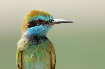 Little Green Bee eater