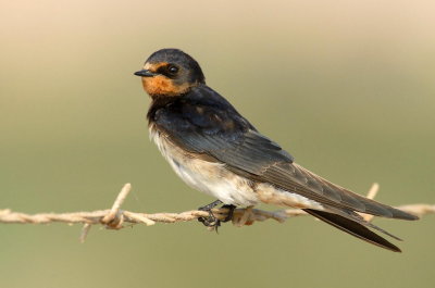 Barn Swallow