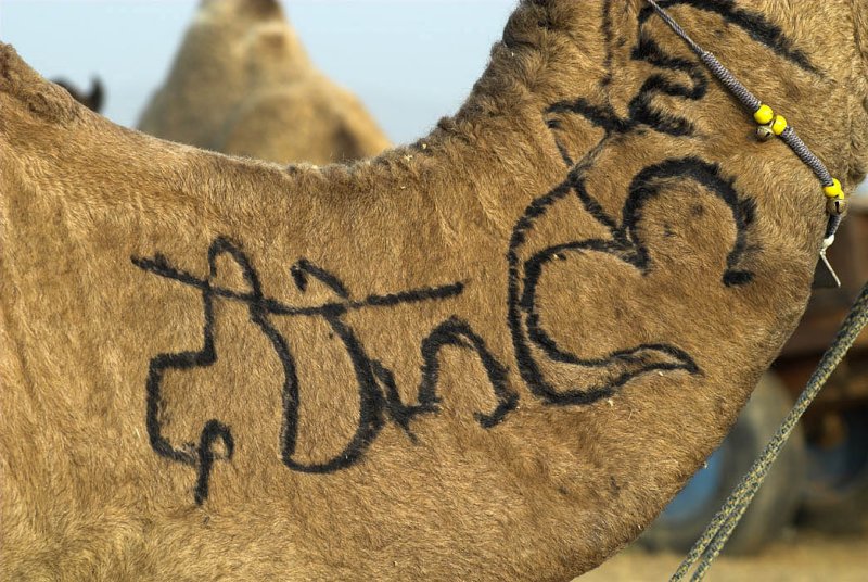 Camel brand