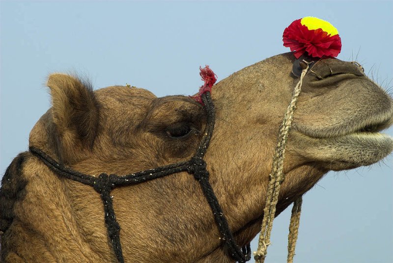 Well-dressed camel