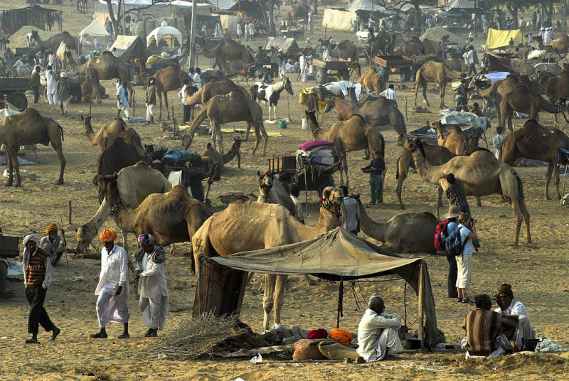 Camel fair campground, Pushkar