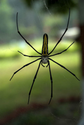 Spider, Corbett