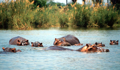 Hippos bathing in the Shire River, Liwonde National Park