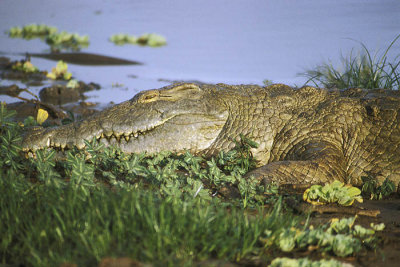 Crocodile lies in wait