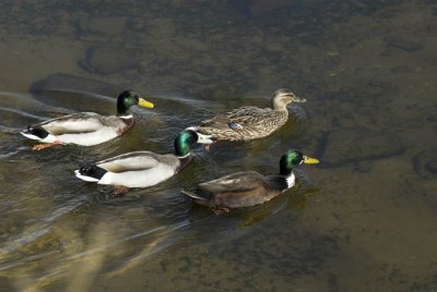 Ducks on Loch Lomond