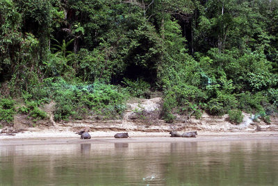 Water buffalo bathe in the Tembeling