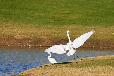 Soft Landing