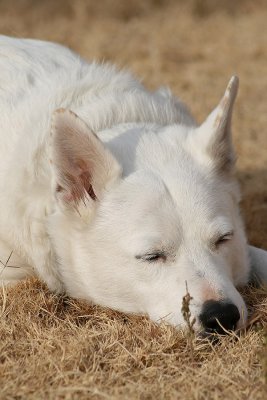 Napping in the Grass